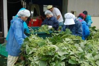 �V�������̗t��s�̐����